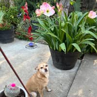 Sitter Profile Image: Leticia B.