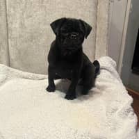 Sitter Profile Image: Leticia B.