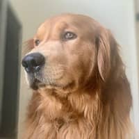 Sitter Profile Image: Laura C.