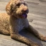 Sitter Profile Image: Chanthay M.