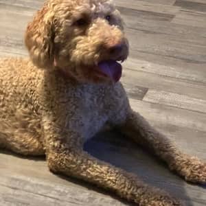 Sitter Profile Image: Chanthay M.