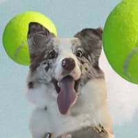 Sitter Profile Image: Santiago S.