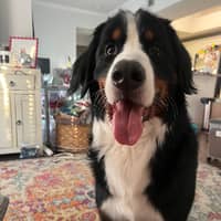 Sitter Profile Image: Kristina D.