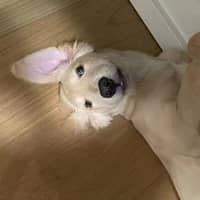 Sitter Profile Image: He T.