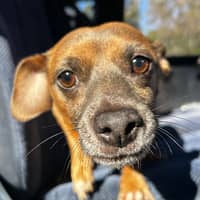 Sitter Profile Image: Matias P.