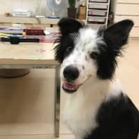 Sitter Profile Image: Dapeng G.