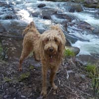 Sitter Profile Image: Daniel G.