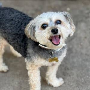 Sitter Profile Image: Claudia C.