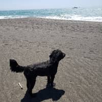 Sitter Profile Image: Ariana K.