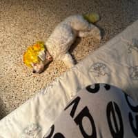 Sitter Profile Image: Dustin W.