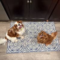 Sitter Profile Image: laneise B.