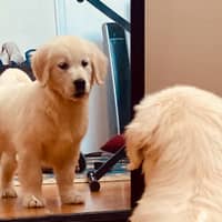 Sitter Profile Image: Rishi G.