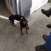 Foto del cuidador: APaola N.