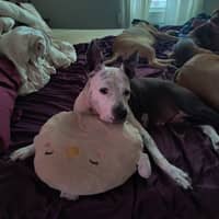 Sitter Profile Image: Abby K.