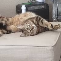 Photo de profil du pet sitter : Marylene M.