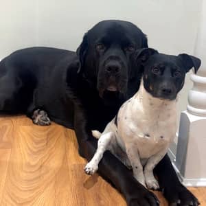 Sitter Profile Image: Callum B.