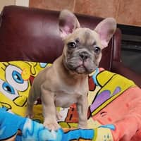 Sitter Profile Image: Lyubov D.