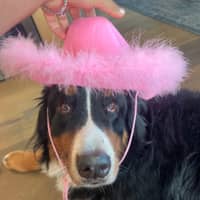 Sitter Profile Image: Amos Y.