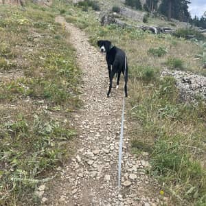 Sitter Profile Image: Rachel M.