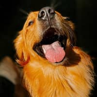 Sitter Profile Image: Jc C.