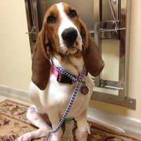 Sitter Profile Image: Anastasiya K.