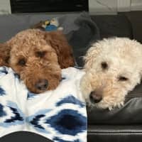 Sitter Profile Image: Valencia & Christopher C.