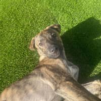 Sitter Profile Image: Abigail T.