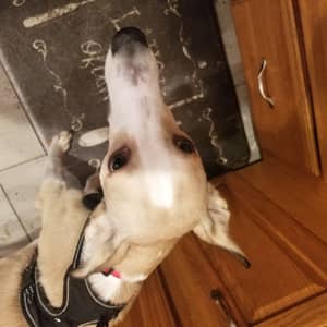 Sitter Profile Image: Chris C.