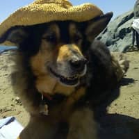 Sitter Profile Image: Lisa B.