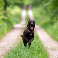 Photo de profil du pet sitter : Violette M.