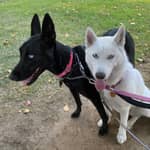 Sitter Profile Image: Samantha V.