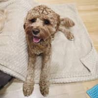 Sitter Profile Image: Tallisa F.