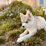 Sitter Profile Image: Shuting S.