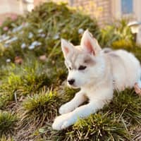 Sitter Profile Image: Shuting S.