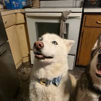 Sitter Profile Image: Amber D.