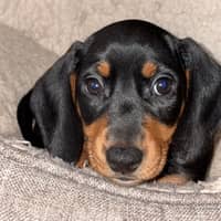 Sitter Profile Image: Gemma P.