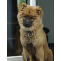 Sitterprofilbild: Isabel S.