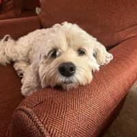 Sitter Profile Image: Sidney M.
