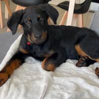 Photo de profil du pet sitter : Mael B.