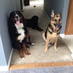 Sitter Profile Image: Kim H.