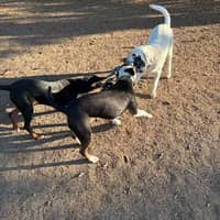 Sitter Profile Image: Kacey P.