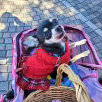 Sitter Profile Image: Shelisha F.