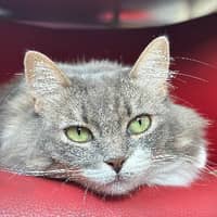 Photo de profil du pet sitter : Assala Amaly Aya P.