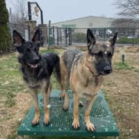 Sitter Profile Image: Logan B.