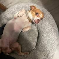 Sitter Profile Image: Katia L.