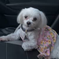 Sitter Profile Image: Xao V.