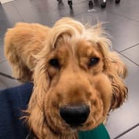 Photo de profil du pet sitter : Morgane D.