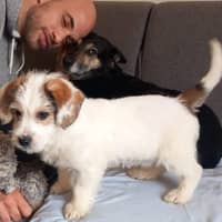 Photo de profil du pet sitter : guillaume v.
