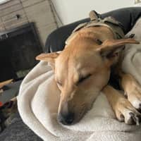 Sitter Profile Image: Nicola P.