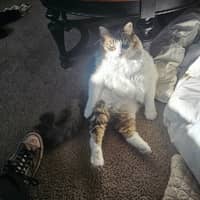 Sitter Profile Image: Mya S.